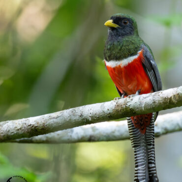 Yucatan Birding Tours