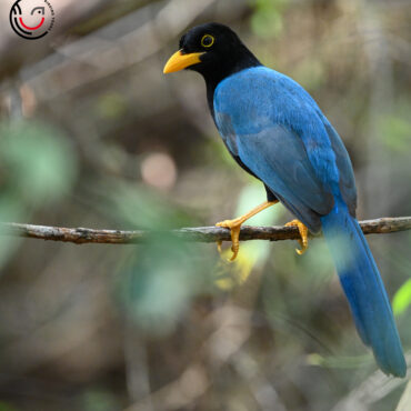 Yucatan Birding Tours