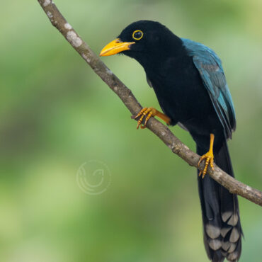 Yucatan Birding Tours