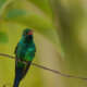 Yucatan Birding Tours