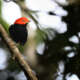 Yucatan Birding Tours