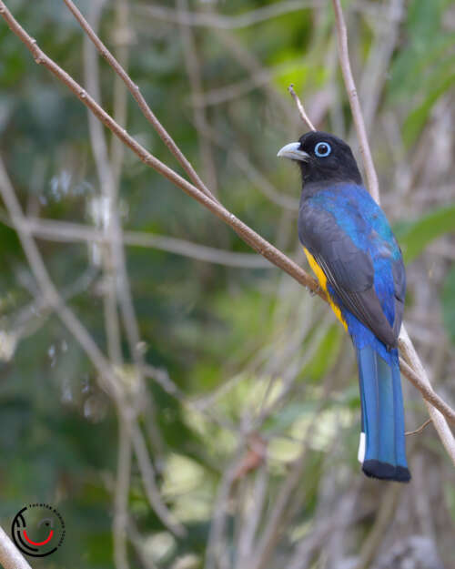 Yucatan Birding Tours