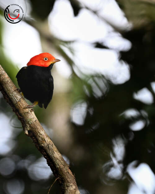 Yucatan Birding Tours