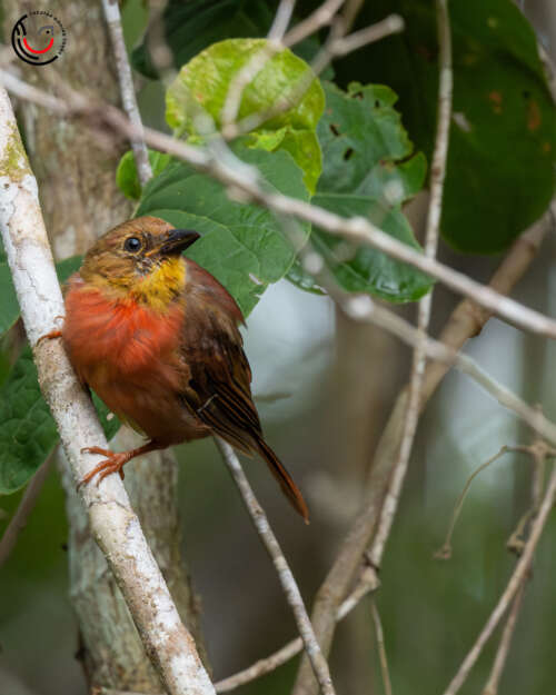 Yucatan Birding Tours